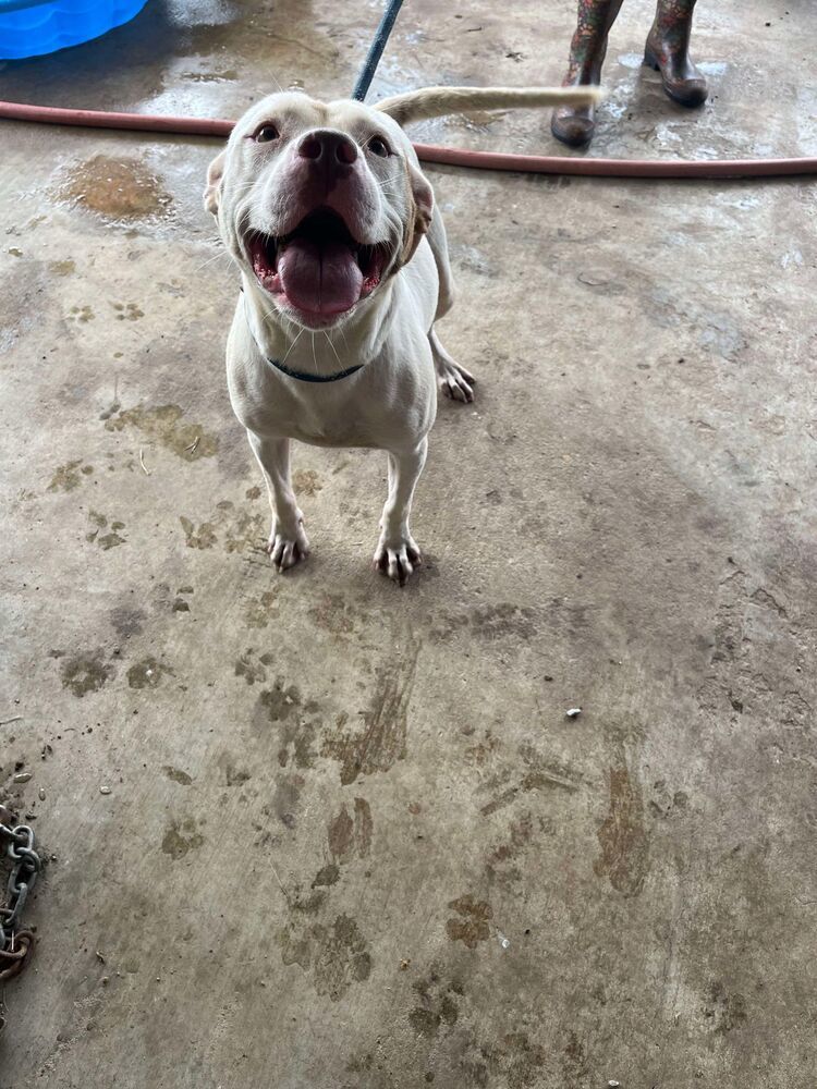 Brandy