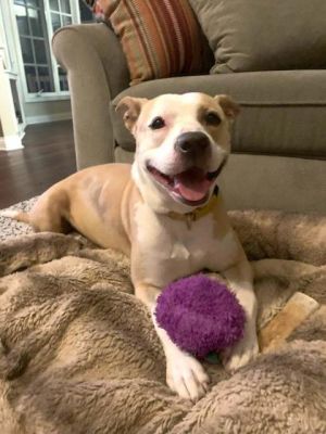 Misty (In Foster), Adult Female Pit Bull Terrier