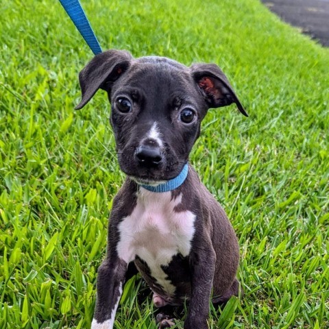 Choco (COH-A-10573), an adoptable Black Labrador Retriever, Mixed Breed in Volcano, HI, 96785 | Photo Image 1