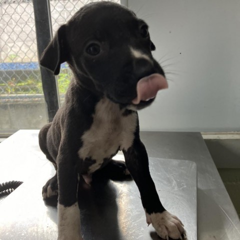 Choco (COH-A-10573), an adoptable Black Labrador Retriever, Mixed Breed in Volcano, HI, 96785 | Photo Image 2