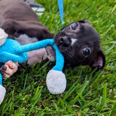 Choco (COH-A-10573), an adoptable Black Labrador Retriever, Mixed Breed in Volcano, HI, 96785 | Photo Image 3