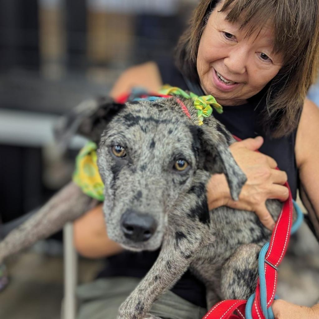 Naele (COH-A-10699), an adoptable Mixed Breed in Volcano, HI, 96785 | Photo Image 2