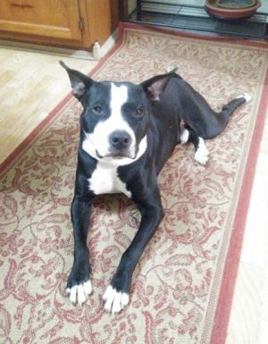 Crest - IN FOSTER Mixed Breed Dog