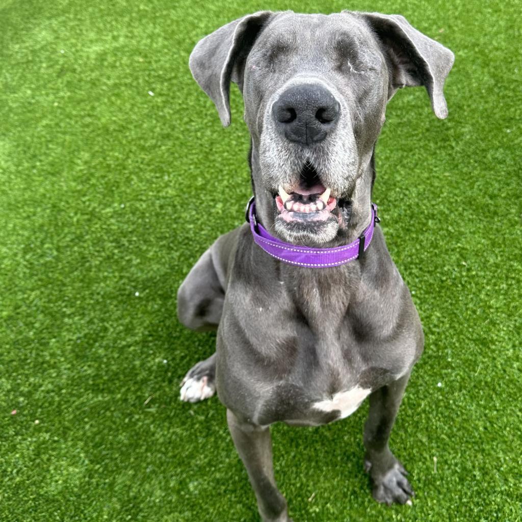 Hilda, an adoptable Great Dane in Bedford, NH, 03110 | Photo Image 2
