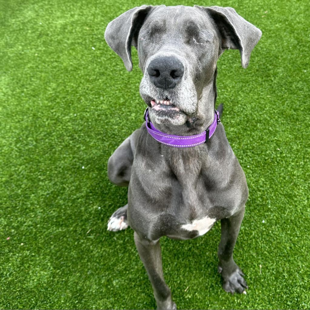 Hilda, an adoptable Great Dane in Bedford, NH, 03110 | Photo Image 3