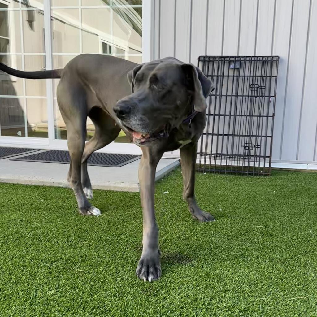Hilda, an adoptable Great Dane in Bedford, NH, 03110 | Photo Image 4