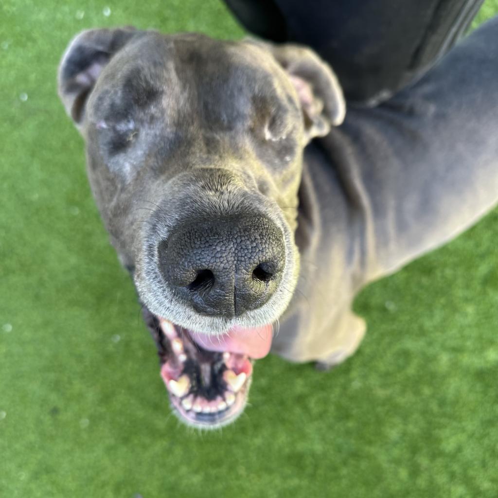 Hilda, an adoptable Great Dane in Bedford, NH, 03110 | Photo Image 5