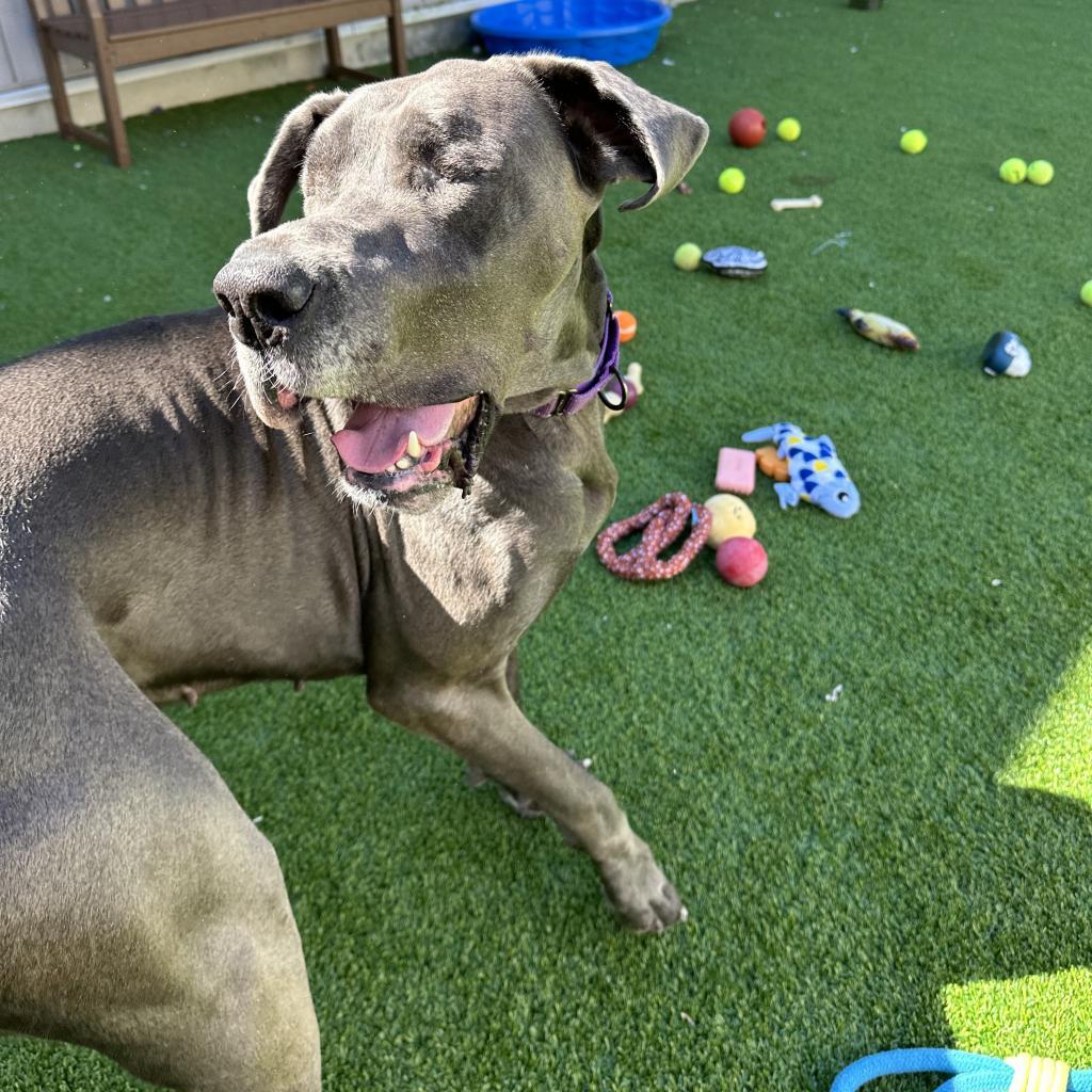 Hilda, an adoptable Great Dane in Bedford, NH, 03110 | Photo Image 6