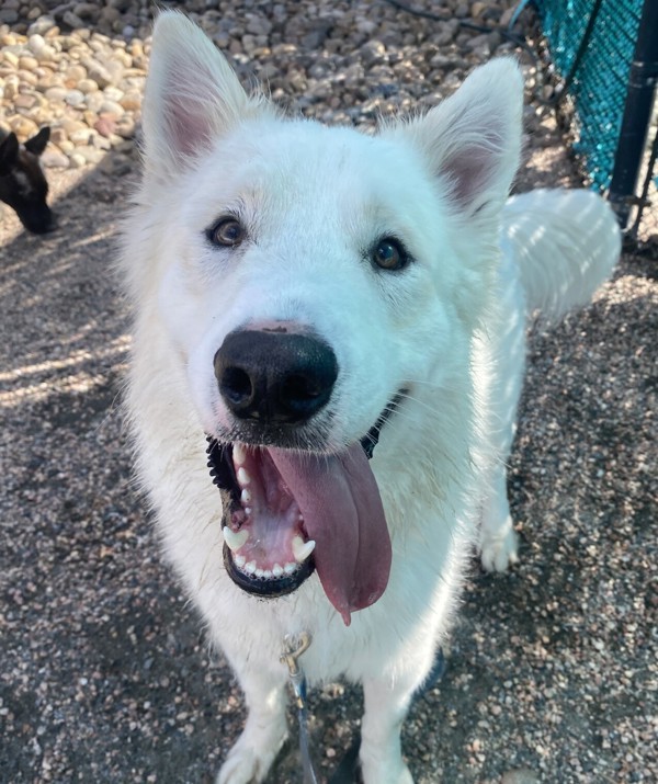 Burger King, an adoptable Samoyed in Golden, CO, 80401 | Photo Image 1