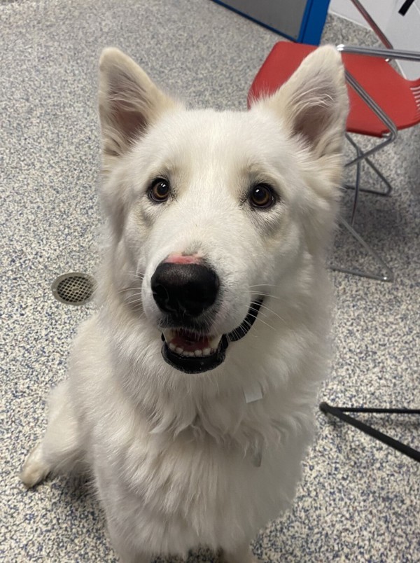 Burger King, an adoptable Samoyed in Golden, CO, 80401 | Photo Image 2