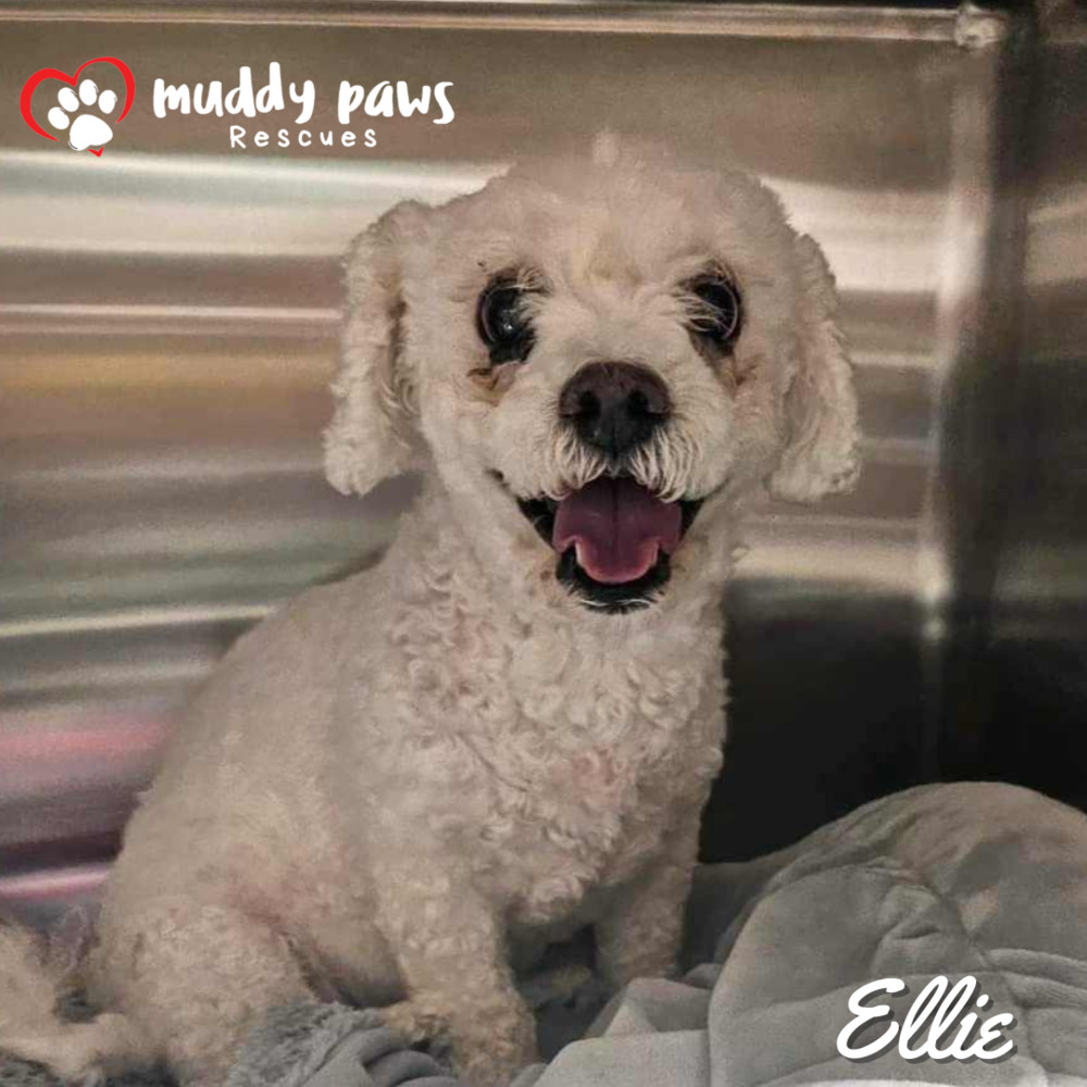 Ellie, an adoptable Poodle in Council Bluffs, IA, 51503 | Photo Image 1