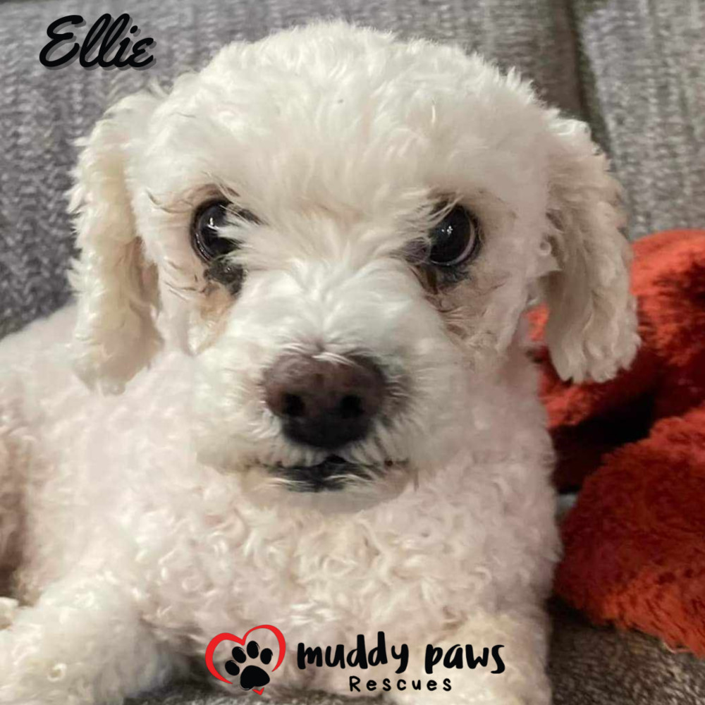 Ellie, an adoptable Poodle in Council Bluffs, IA, 51503 | Photo Image 2