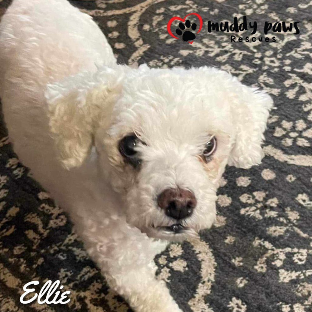 Ellie, an adoptable Poodle in Council Bluffs, IA, 51503 | Photo Image 3