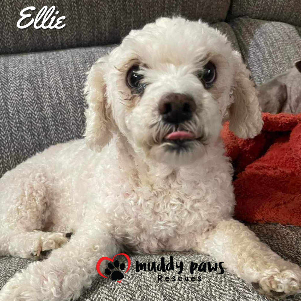 Ellie, an adoptable Poodle in Council Bluffs, IA, 51503 | Photo Image 4