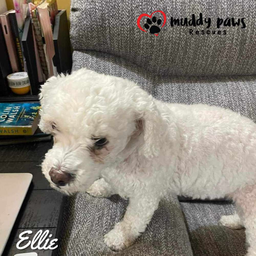 Ellie, an adoptable Poodle in Council Bluffs, IA, 51503 | Photo Image 5