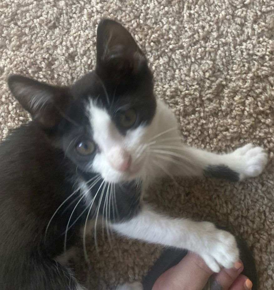 Maggie, an adoptable American Shorthair in Clinton, OK, 73601 | Photo Image 3