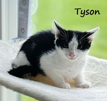 Tyson #after-five-jetset