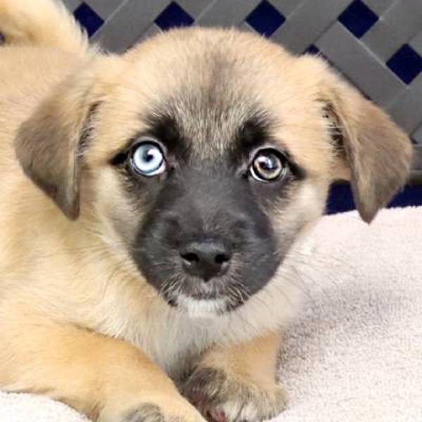 Chloe, an adoptable Pekingese in Midland, TX, 79706 | Photo Image 1