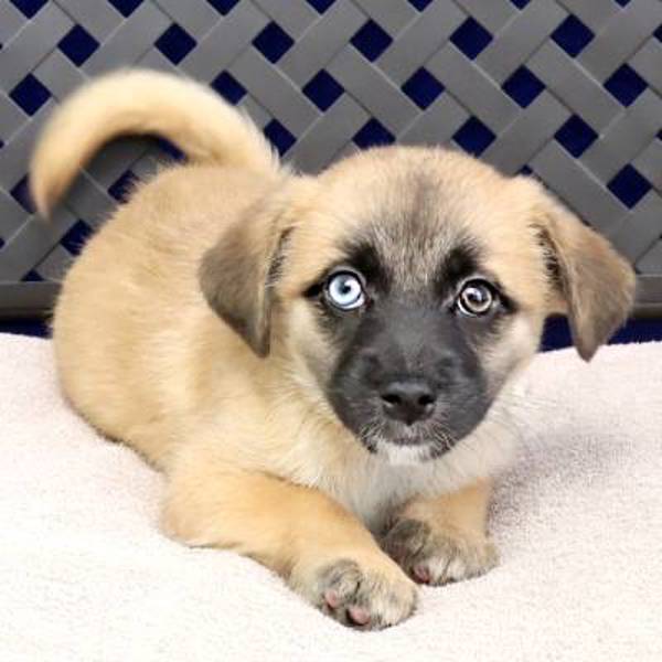 Chloe, an adoptable Pekingese in Midland, TX, 79706 | Photo Image 2