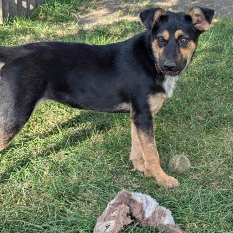 Ethel, an adoptable Mixed Breed in Bismarck, ND, 58507 | Photo Image 1