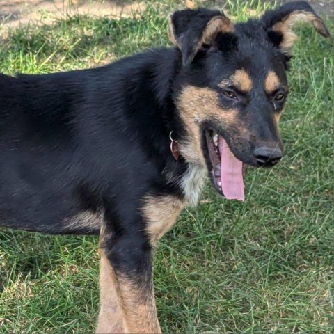 Ethel, an adoptable Mixed Breed in Bismarck, ND, 58507 | Photo Image 2