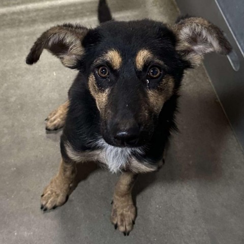 Ethel, an adoptable Mixed Breed in Bismarck, ND, 58507 | Photo Image 4