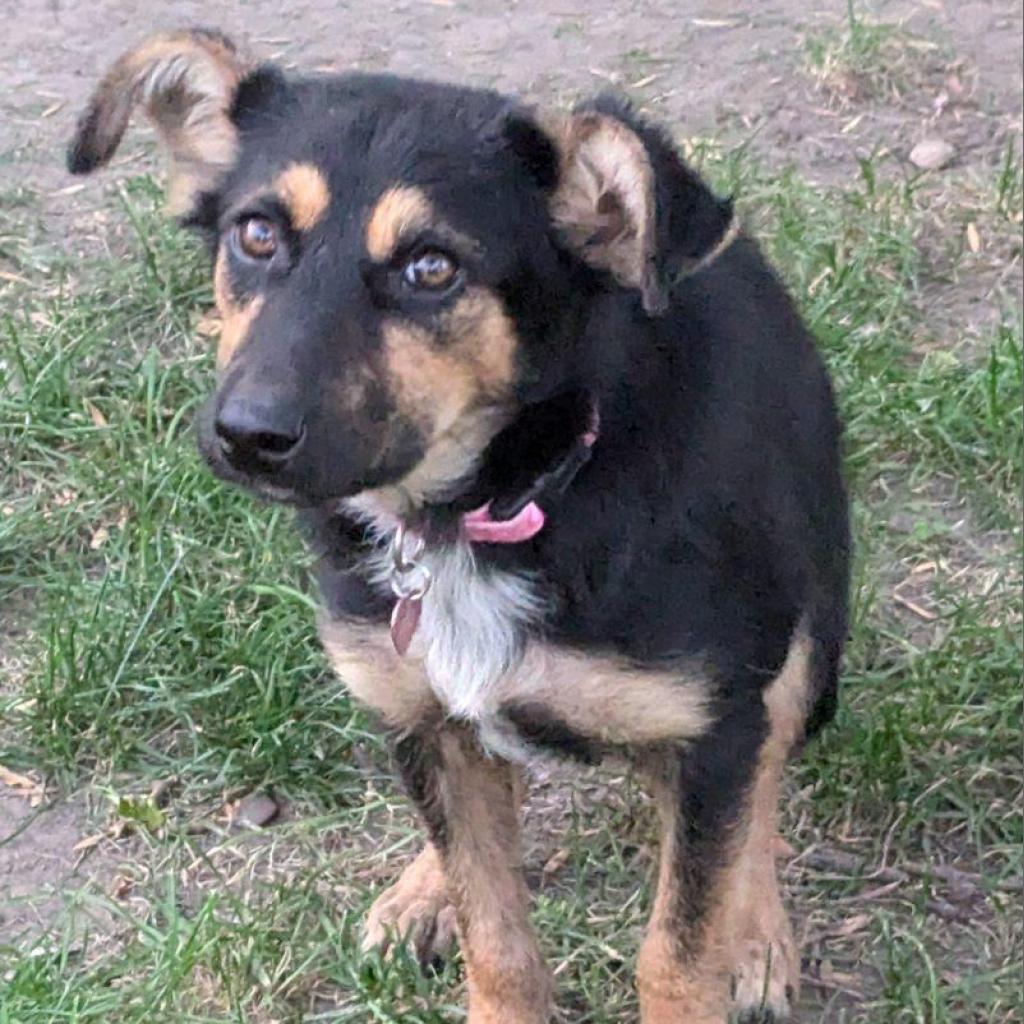 Ethel, an adoptable Mixed Breed in Bismarck, ND, 58507 | Photo Image 4