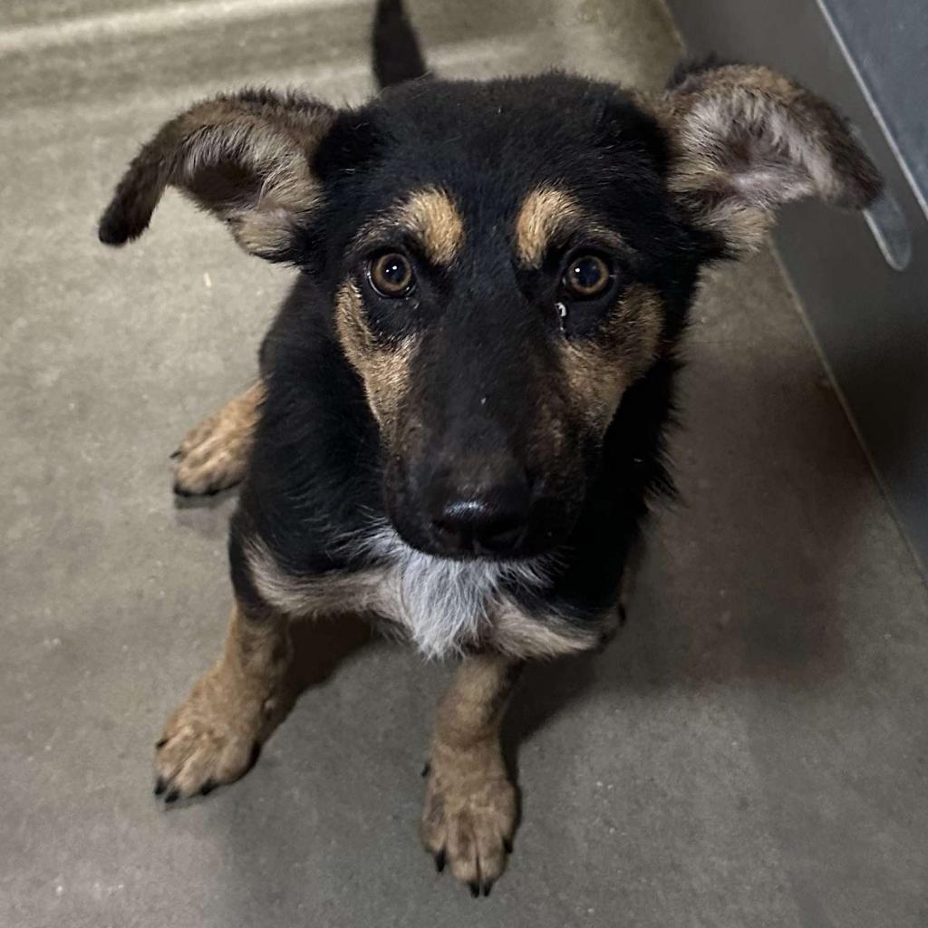 Ethel, an adoptable Mixed Breed in Bismarck, ND, 58507 | Photo Image 5