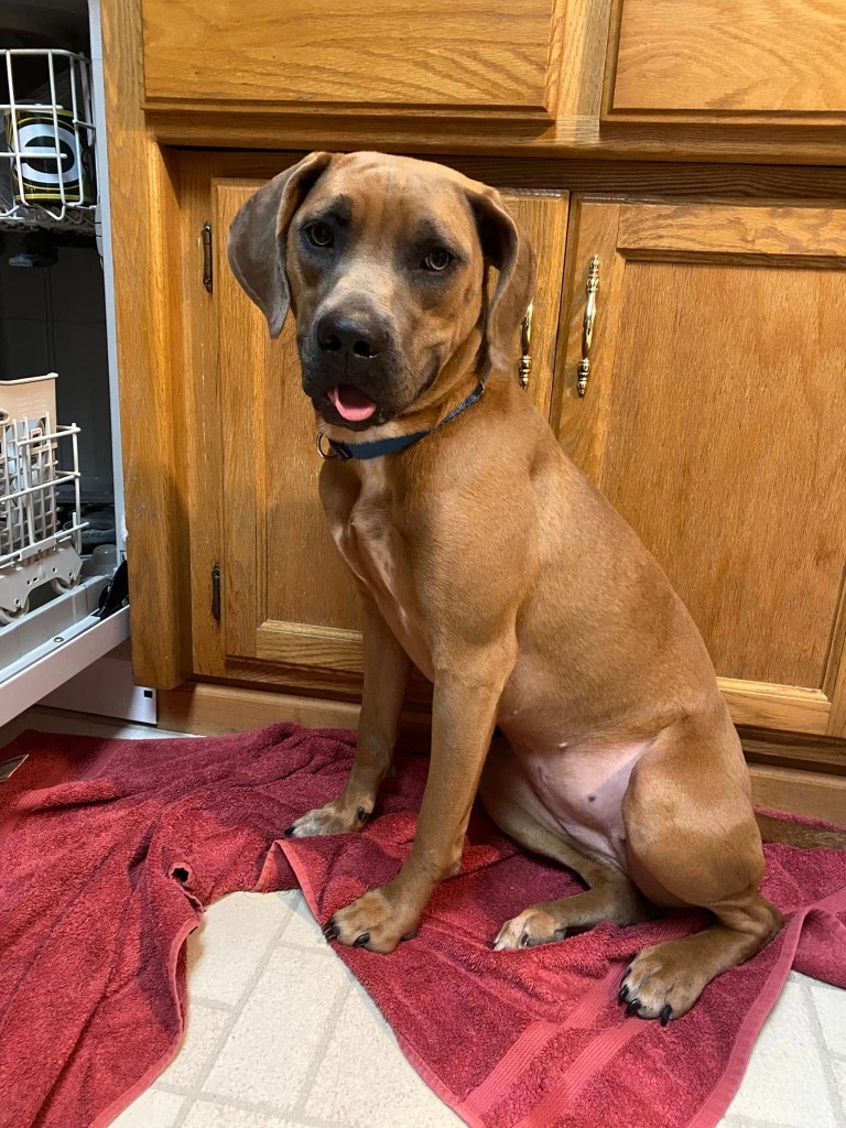 Rose, an adoptable Mixed Breed in Fond Du Lac, WI, 54935 | Photo Image 1