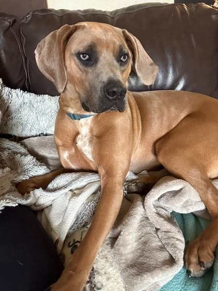 Rose, an adoptable Mixed Breed in Fond Du Lac, WI, 54935 | Photo Image 1