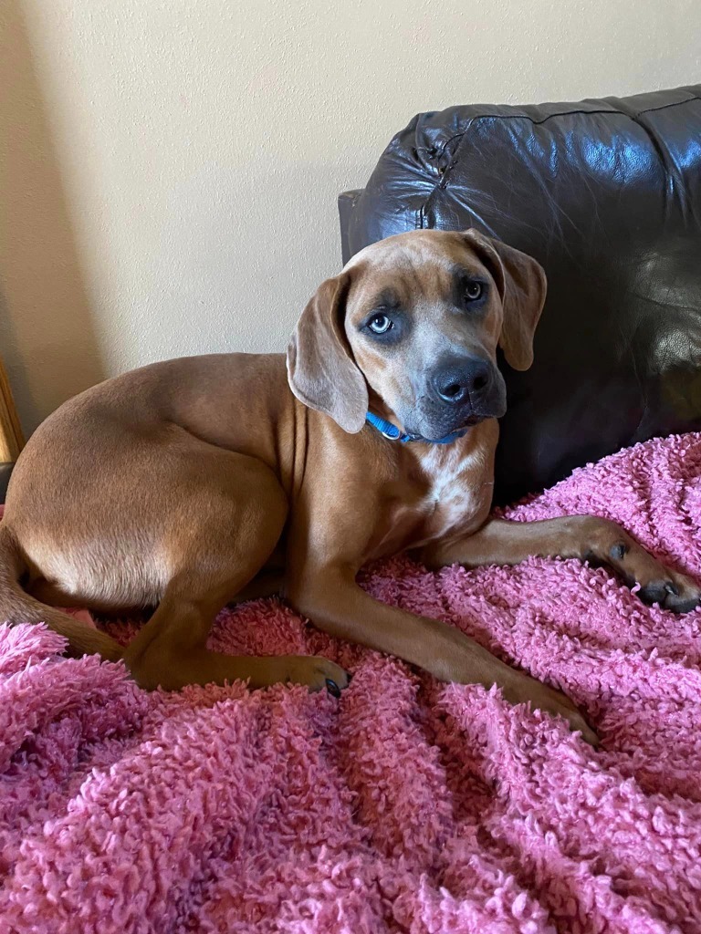 Rose, an adoptable Mixed Breed in Fond Du Lac, WI, 54935 | Photo Image 2