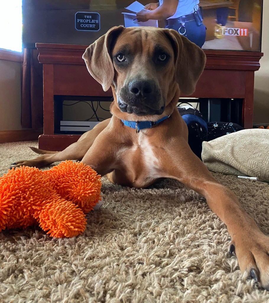 Rose, an adoptable Mixed Breed in Fond Du Lac, WI, 54935 | Photo Image 2