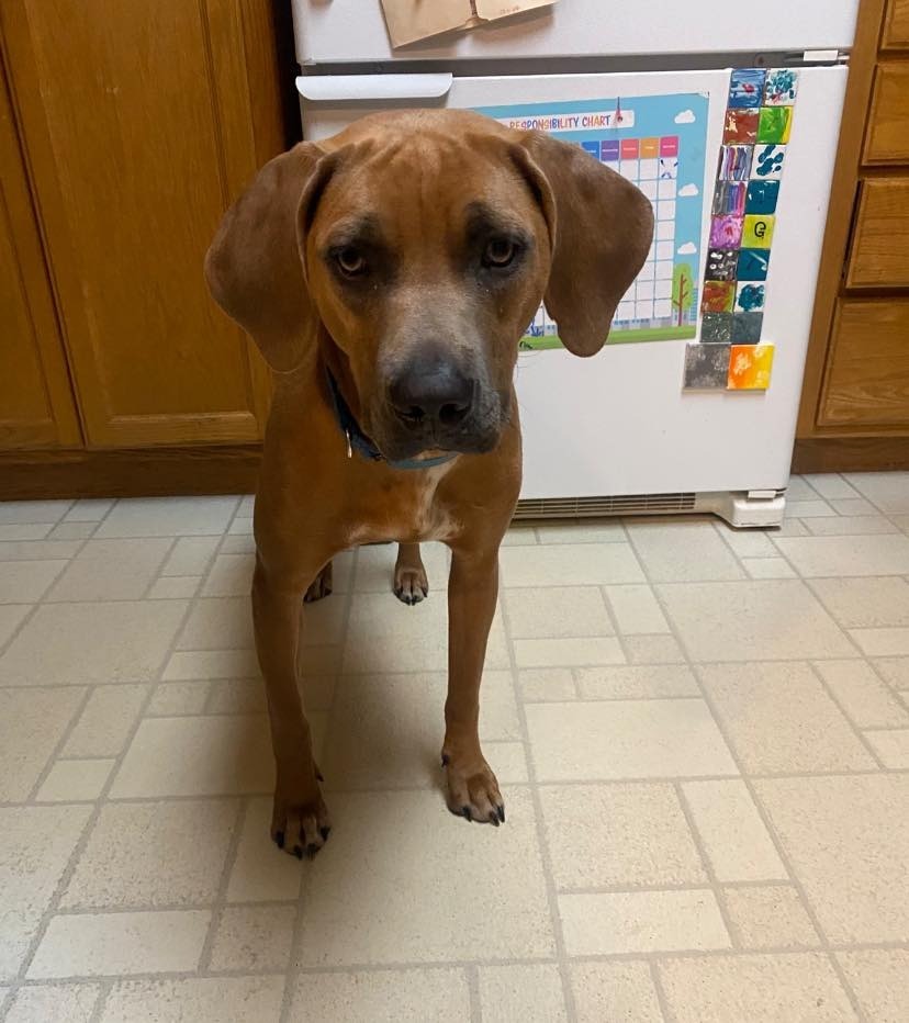Rose, an adoptable Mixed Breed in Fond Du Lac, WI, 54935 | Photo Image 3