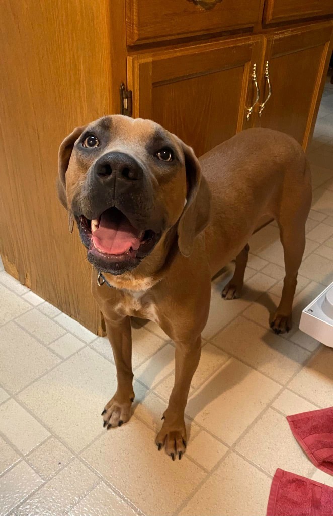 Rose, an adoptable Mixed Breed in Fond Du Lac, WI, 54935 | Photo Image 4