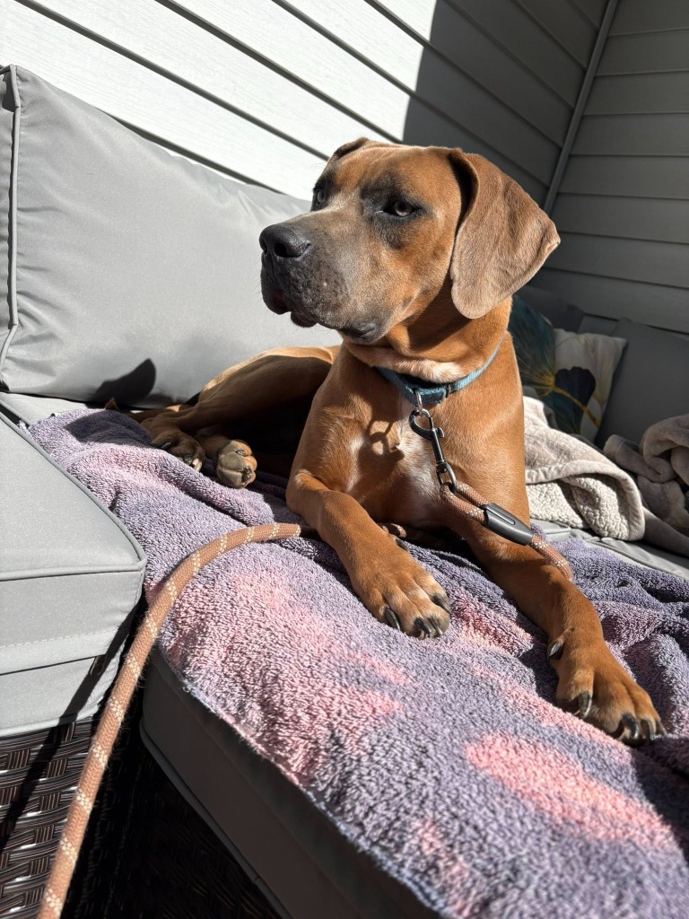 Rose, an adoptable Mixed Breed in Fond Du Lac, WI, 54935 | Photo Image 4