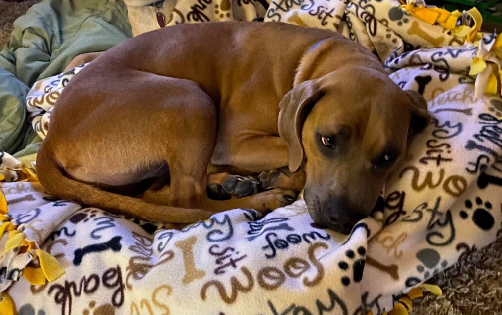 Rose, an adoptable Mixed Breed in Fond Du Lac, WI, 54935 | Photo Image 5
