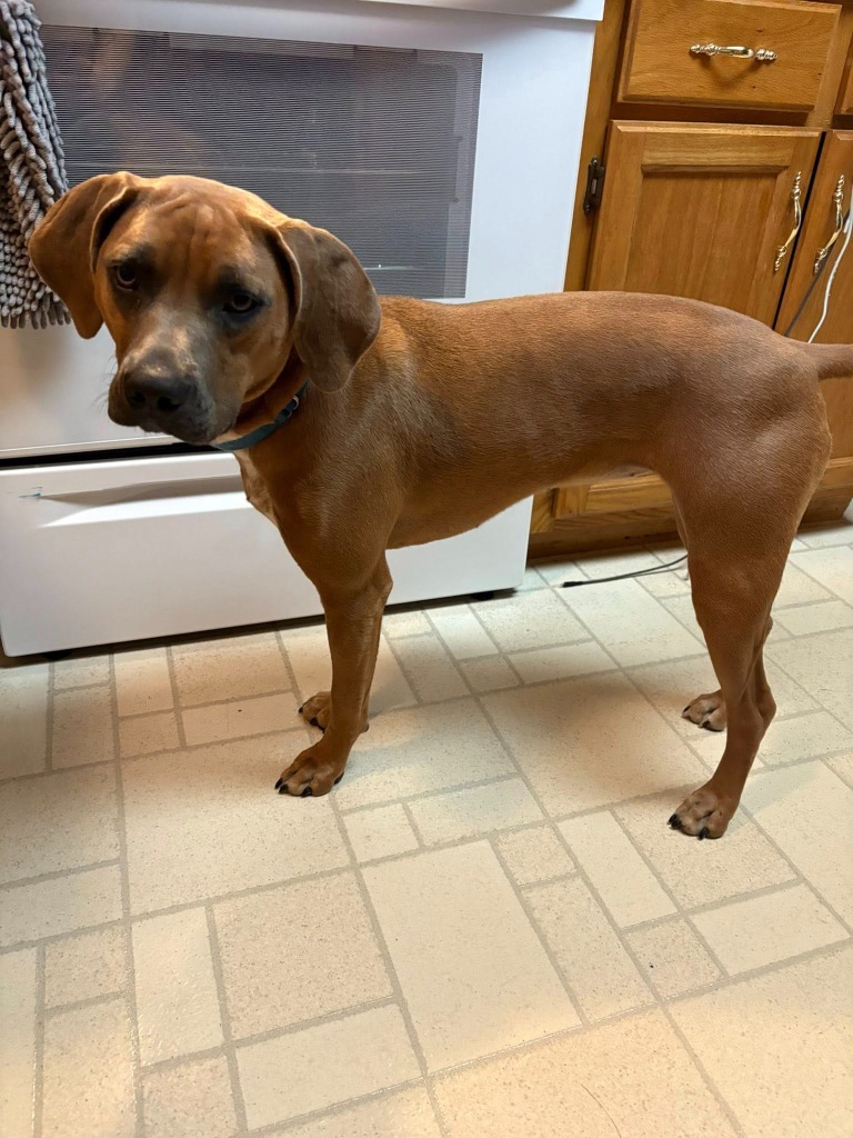 Rose, an adoptable Mixed Breed in Fond Du Lac, WI, 54935 | Photo Image 6