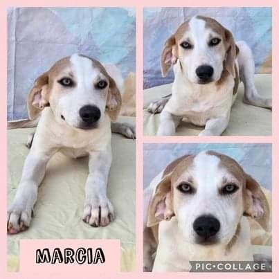 Marcia