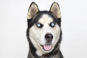A5647727 Lobo is a super model with his tall stature and handsome face His eyes are mesmerizing H