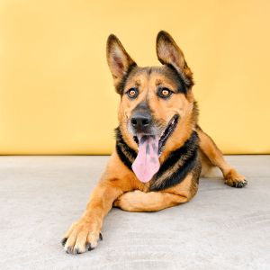 A5637075 Pearl is the most delightful bouncy pup This dreamy gal is the complete package deal - eq