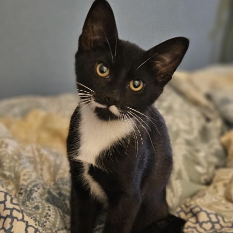 Pixel, an adoptable Domestic Short Hair in Meridian, ID, 83680 | Photo Image 1