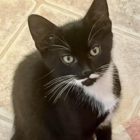 Pixel, an adoptable Domestic Short Hair in Meridian, ID, 83680 | Photo Image 2