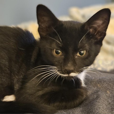 Pixel, an adoptable Domestic Short Hair in Meridian, ID, 83680 | Photo Image 3