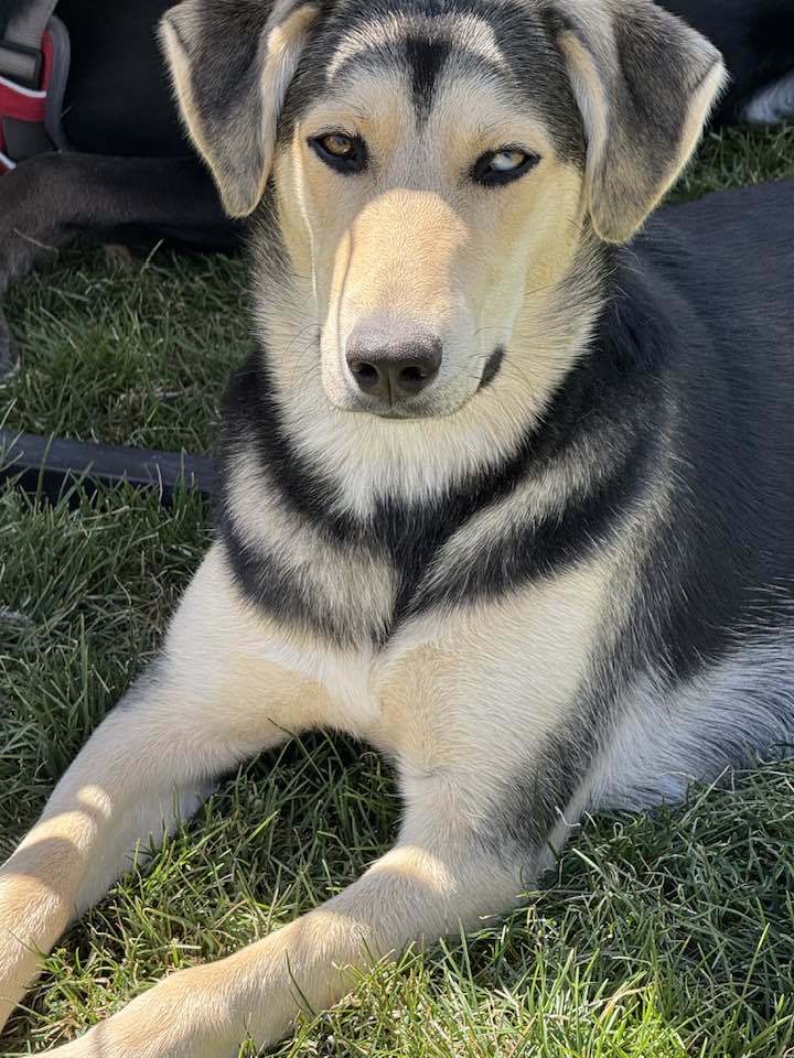Pippy Pippa, an adoptable Siberian Husky, Labrador Retriever in Midway, UT, 84049 | Photo Image 1