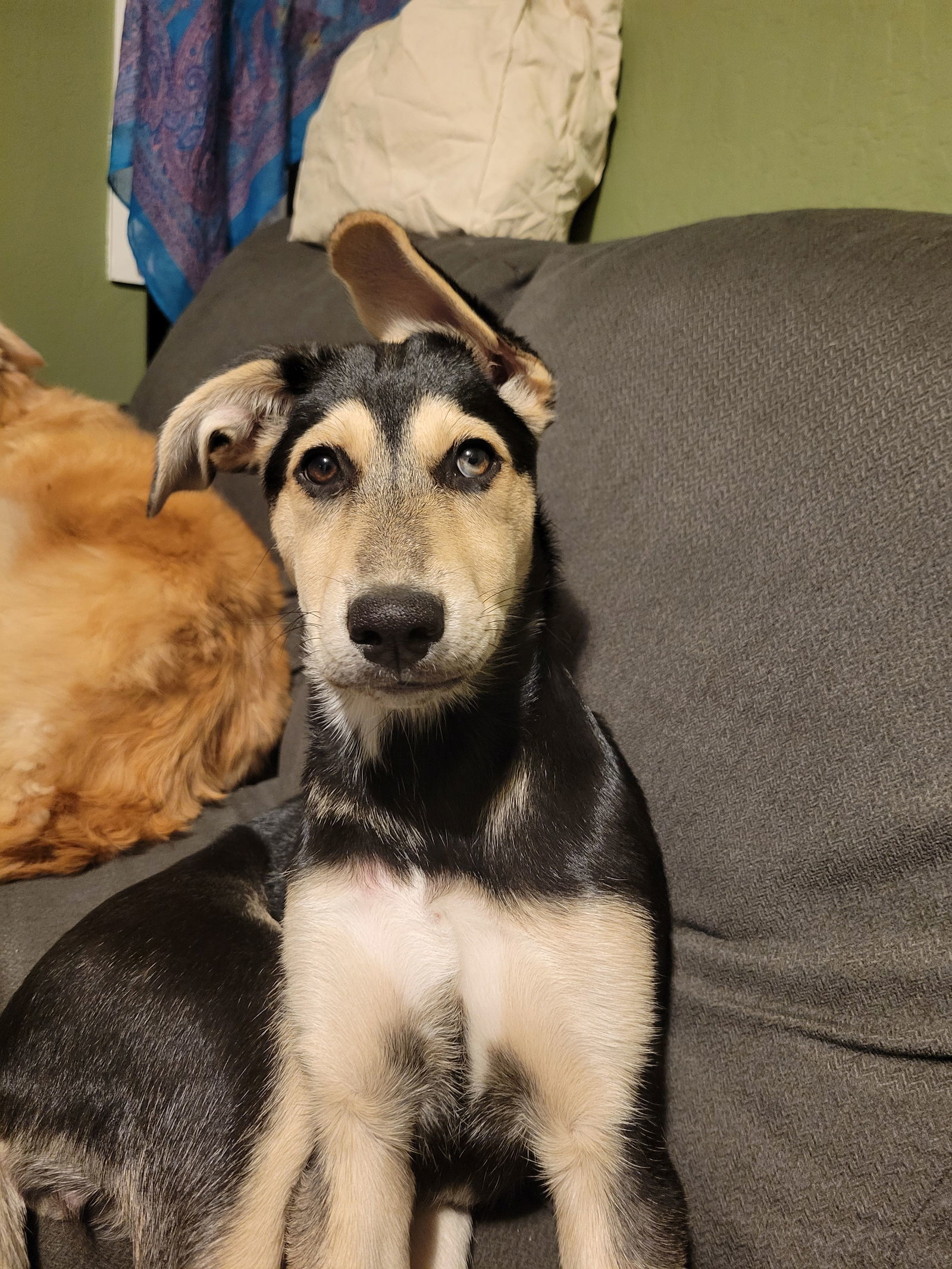 Pippy Pippa, an adoptable Siberian Husky, Labrador Retriever in Midway, UT, 84049 | Photo Image 2