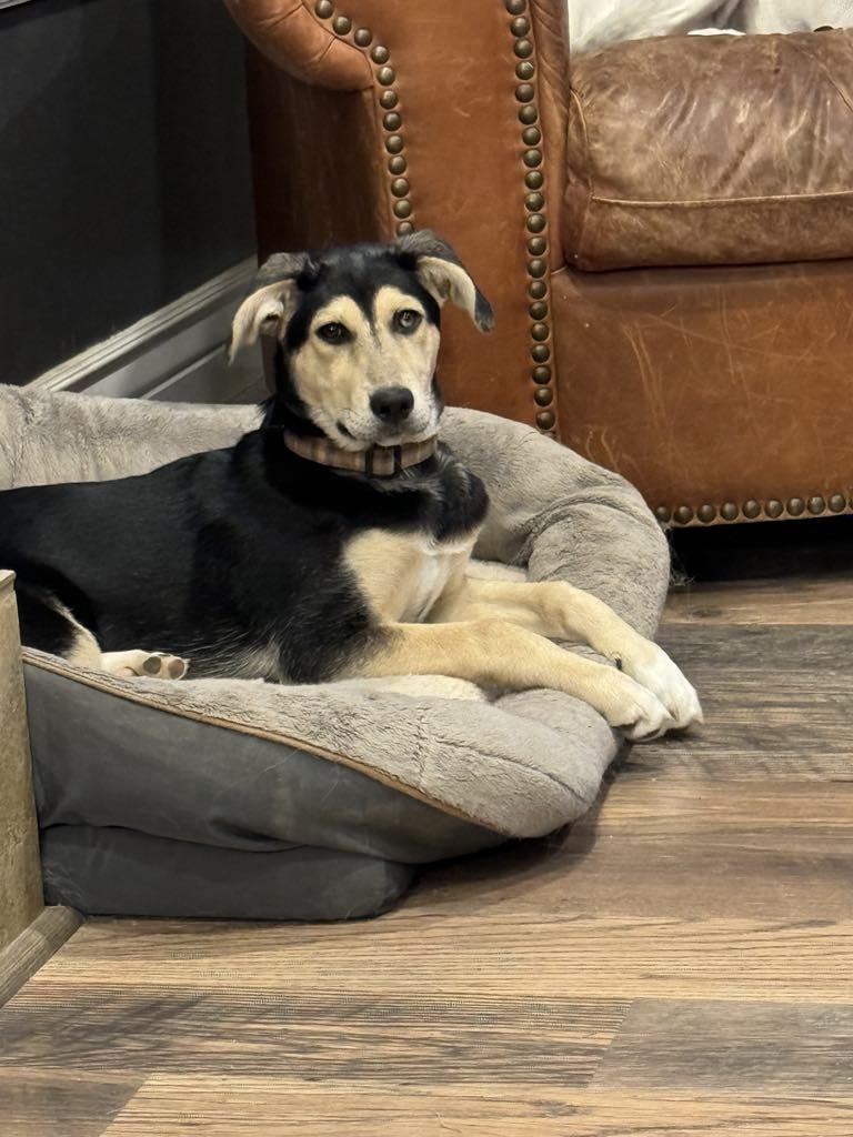 Pippy Pippa, an adoptable Labrador Retriever, Siberian Husky in Midway, UT, 84049 | Photo Image 2