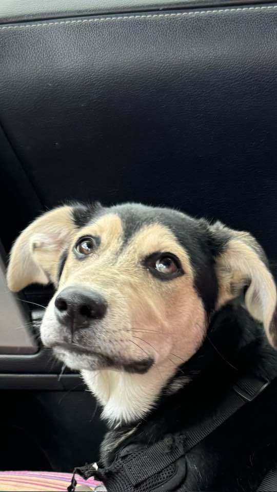 Pippy Pippa, an adoptable Siberian Husky, Labrador Retriever in Midway, UT, 84049 | Photo Image 3