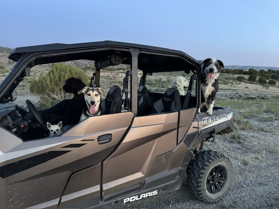 Pippy Pippa, an adoptable Labrador Retriever, Siberian Husky in Midway, UT, 84049 | Photo Image 3