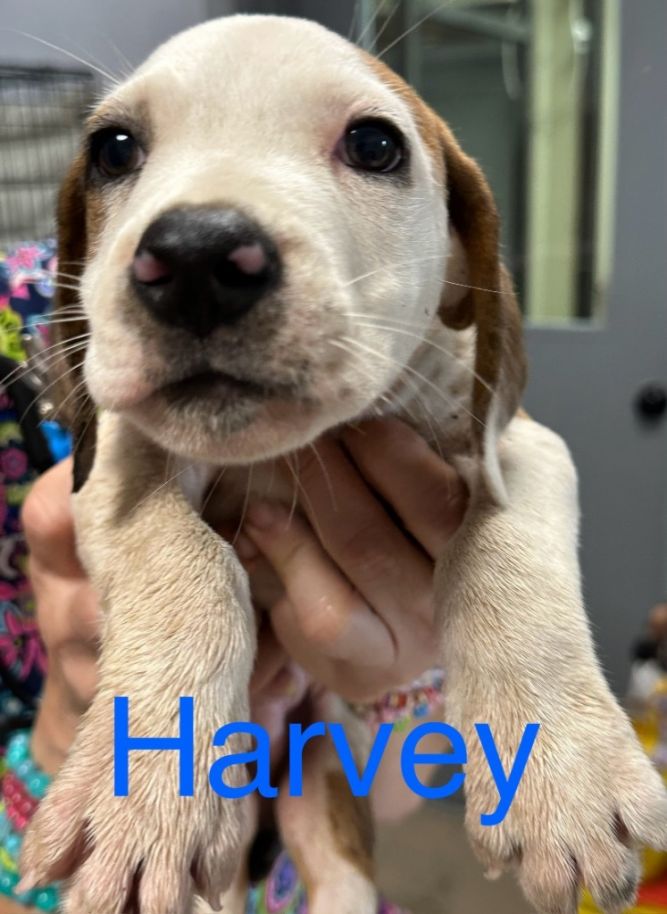 Harvey