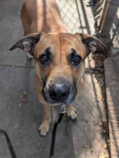 Molly, an adoptable Mixed Breed in Montreal, QC, H4P 1X4 | Photo Image 1